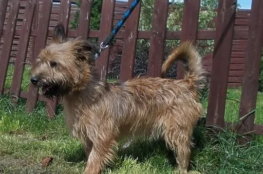 Piwet – terrier o walecznej duszy chętnie zostanie Twoim przyjacielem!