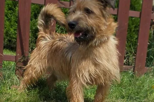 Piwet – terrier o walecznej duszy chętnie zostanie