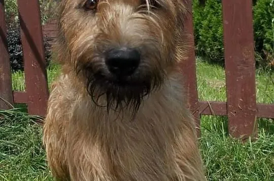 Piwet – terrier o walecznej duszy chętnie zostanie