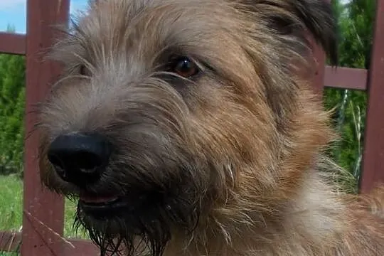 Piwet – terrier o walecznej duszy chętnie zostanie