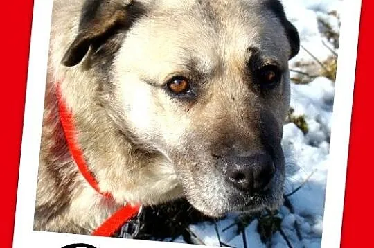 Duży,gładkowłosy 36 kg płowy BARI, zrównoważony,spokojny_Adopcja_