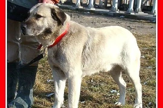 Duży,gładkowłosy 36 kg płowy BARI, zrównoważony,sp