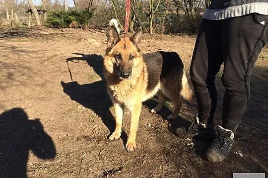 Bardzo grzeczny i przyjazny Szarik - piękny OWCZAREK NIEMIECKI adopcja