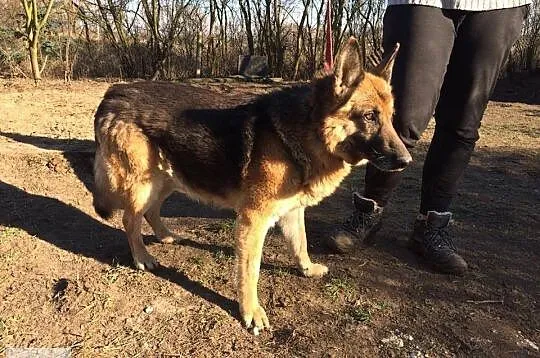 Bardzo grzeczny i przyjazny Szarik - piękny OWCZAR