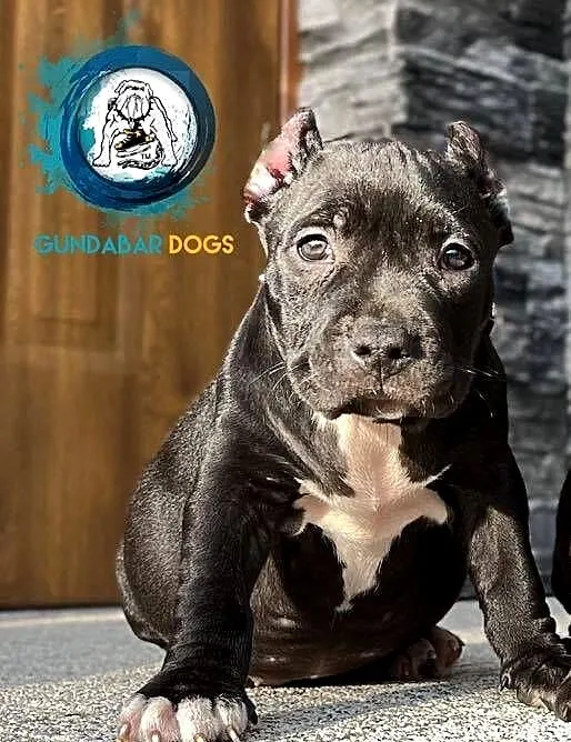 American Bully suczka ABKC, Wielkopolskie, Koło