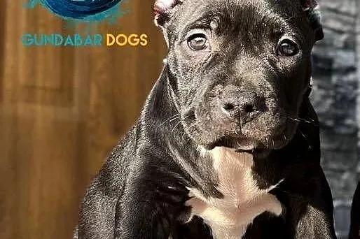 American Bully suczka ABKC, Wielkopolskie, Koło
