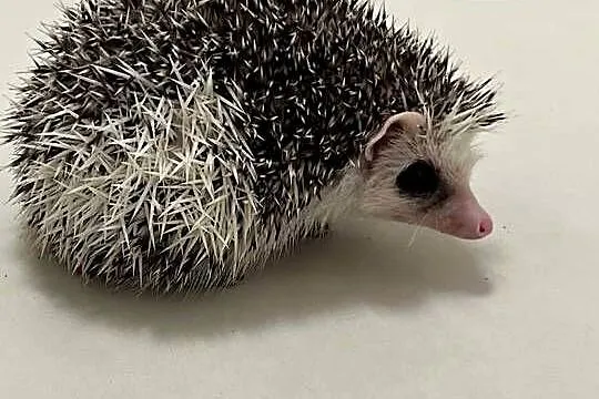 Wyjątkowy Jeż Pigmejski z różnymi odcieniami uszu  | Spokojny | dostawaNaPL, Mazowieckie, Makowiec