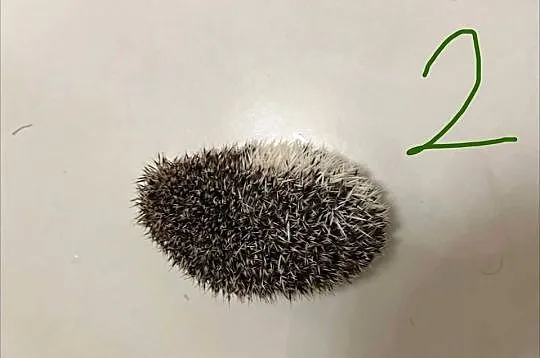 Wyjątkowy Jeż Pigmejski z różnymi odcieniami uszu  | Spokojny | dostawaNaPL, Mazowieckie, Makowiec