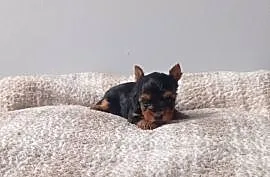 Yorkshire terrier. Śliczna mini suczka.