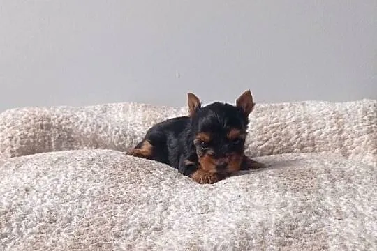 Yorkshire terrier. Śliczna mini suczka.