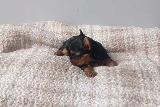 Yorkshire terrier. Śliczna mini suczka., Lubuskie, Nowe Miasteczko