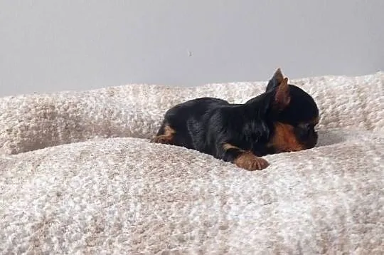 Yorkshire terrier. Śliczna mini suczka., Lubuskie, Nowe Miasteczko