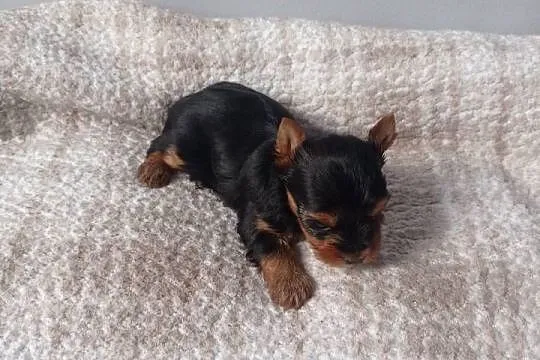Yorkshire terrier. Śliczna mini suczka., Lubuskie, Nowe Miasteczko