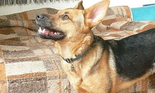 Hermiona - adoptuj, na co czekasz :), mazowieckie