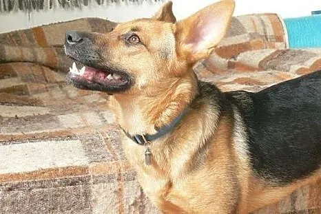 Hermiona - adoptuj, na co czekasz :),  mazowieckie