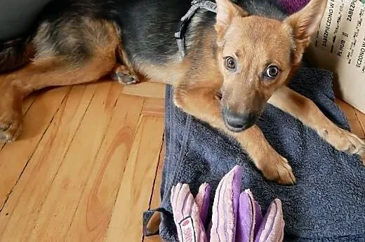 Hermiona - adoptuj, na co czekasz :),  mazowieckie