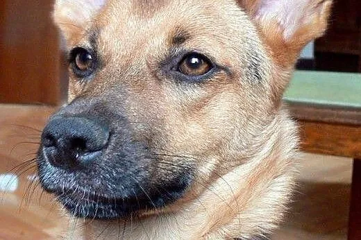 Hermiona - adoptuj, na co czekasz :),  mazowieckie