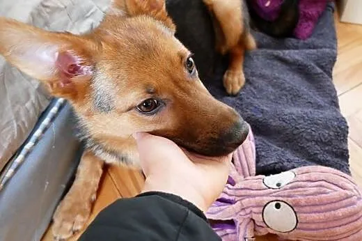 Hermiona - adoptuj, na co czekasz :),  mazowieckie