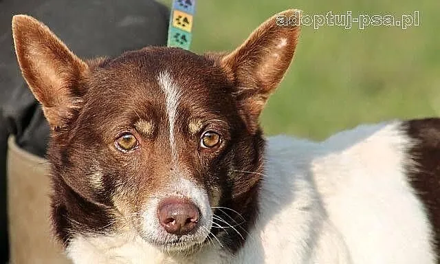 CHOCO - nieduży, smutny, spokojny piesek do adopcj