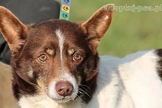 CHOCO - nieduży, smutny, spokojny piesek do adopcj
