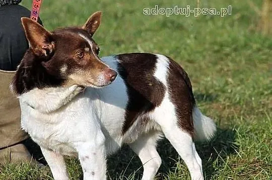 CHOCO - nieduży, smutny, spokojny piesek do adopcj