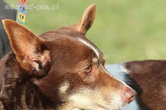 CHOCO - nieduży, smutny, spokojny piesek do adopcj