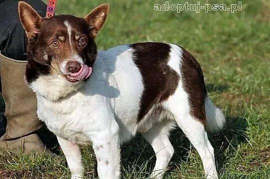 CHOCO - nieduży, smutny, spokojny piesek do adopcj
