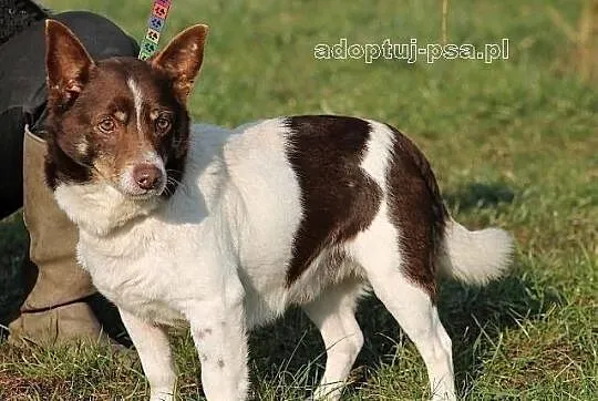 CHOCO - nieduży, smutny, spokojny piesek do adopcj