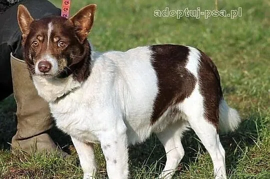 CHOCO - nieduży, smutny, spokojny piesek do adopcj