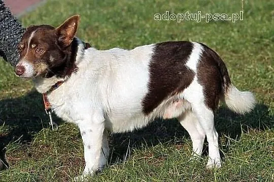 CHOCO - nieduży, smutny, spokojny piesek do adopcj