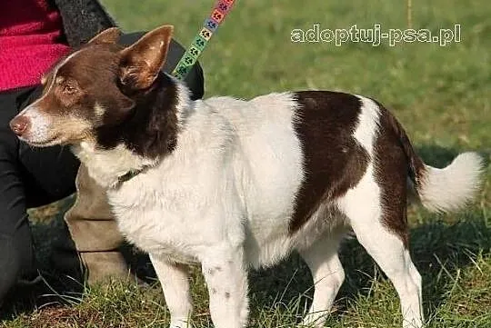 CHOCO - nieduży, smutny, spokojny piesek do adopcj