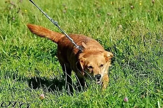 Bezproblemowy Toffik Marzy o Kanapie i Kochającym 