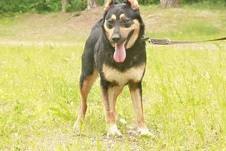 Nala - kochana SUNIA szuka domu,  podlaskie Białys