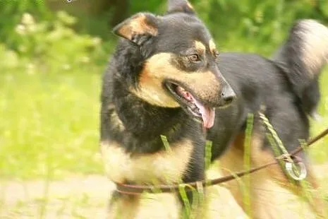 Nala - kochana SUNIA szuka domu,  podlaskie Białys