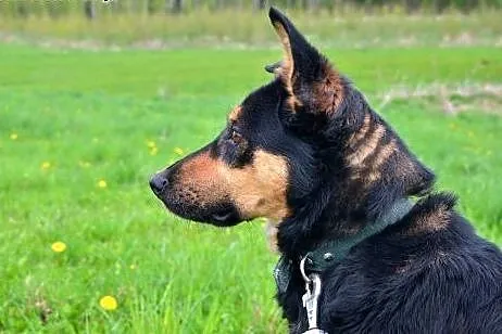 Nala - kochana SUNIA szuka domu,  podlaskie Białys
