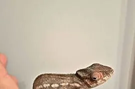 Kameleon lamparci Ambilobe Red Bar – samiczka