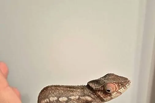 Kameleon lamparci Ambilobe Red Bar – samiczka