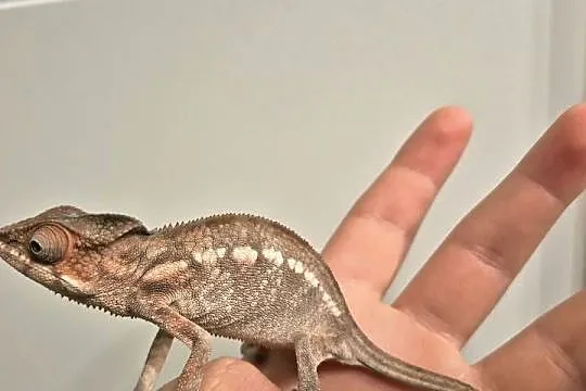 Kameleon lamparci Ambilobe Red Bar – samiczka, Zachodniopomorskie, Dzikowo