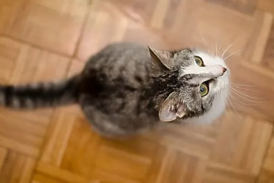 Nutka