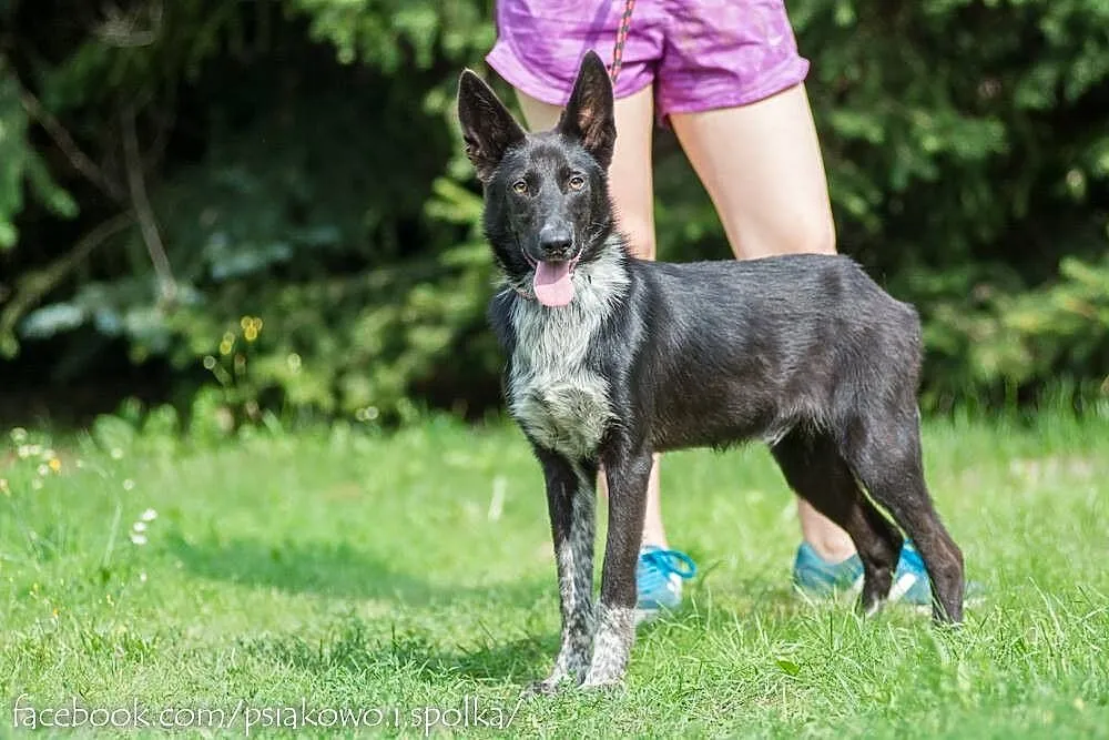 Acan, 10 miesięczny, przepiękny i dostojny pies ko
