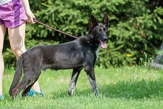Acan, 10 miesięczny, przepiękny i dostojny pies ko