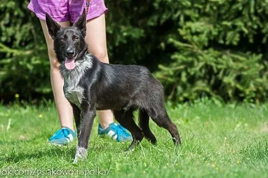 Acan, 10 miesięczny, przepiękny i dostojny pies ko