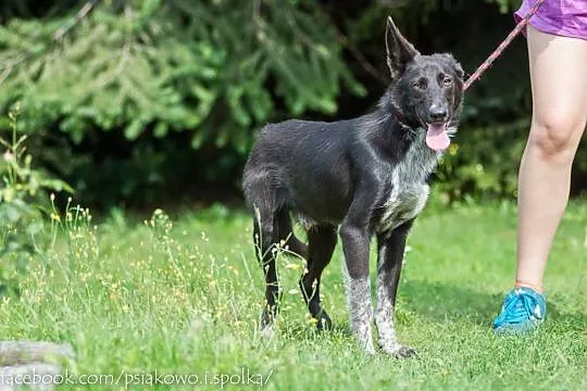 Acan, 10 miesięczny, przepiękny i dostojny pies ko