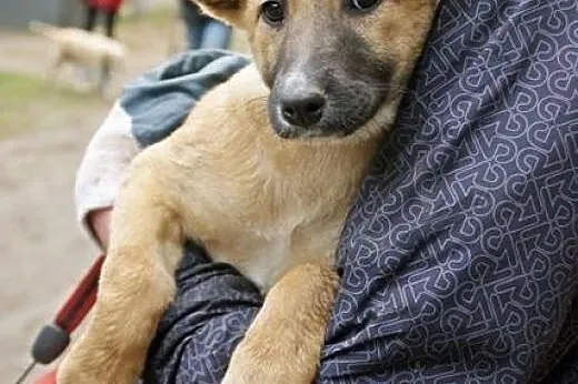3 miesięczna Arielka w schronisku czeka na dom,  m