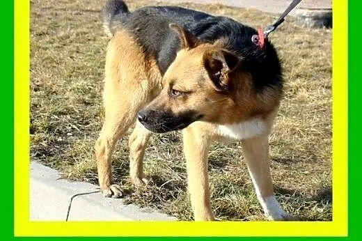 Średni, przyjazny,wesoły,łagodny,towarzyski piesek