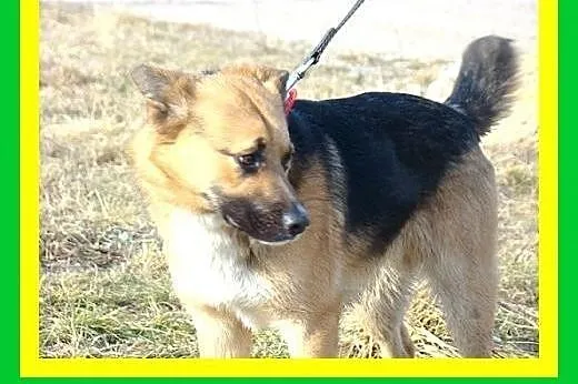 Średni, przyjazny,wesoły,łagodny,towarzyski piesek
