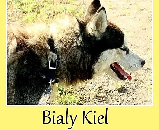 Syberian husky. Wesoły, aktywny Biały Kieł -adopcj