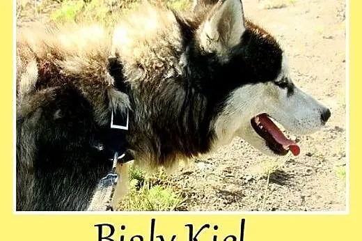 Syberian husky. Wesoły, aktywny Biały Kieł -adopcj