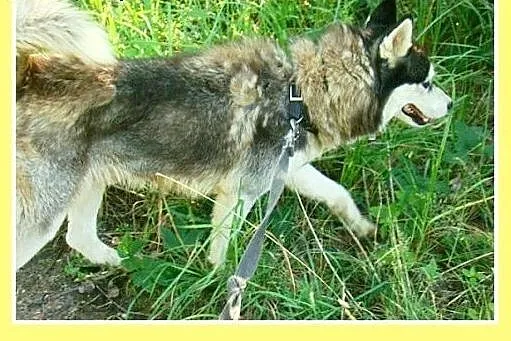 Syberian husky. Wesoły, aktywny Biały Kieł -adopcj