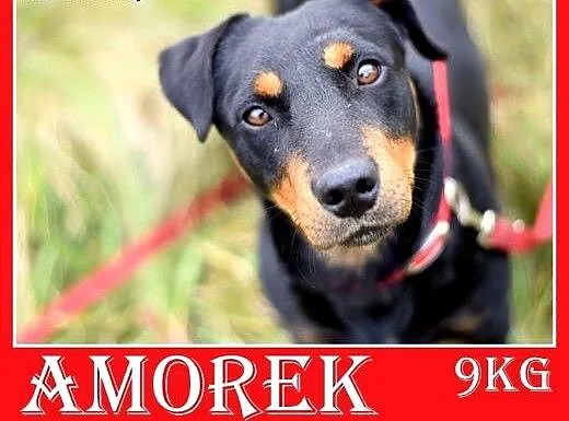 8kg,jamnik mix,łagodny,towarzyski, piesek AMOREK.A